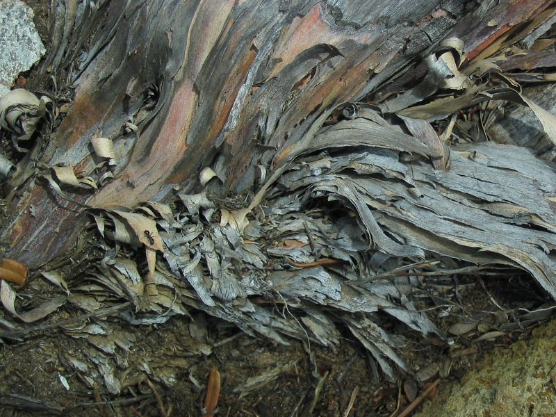 Bark patterns.jpg
